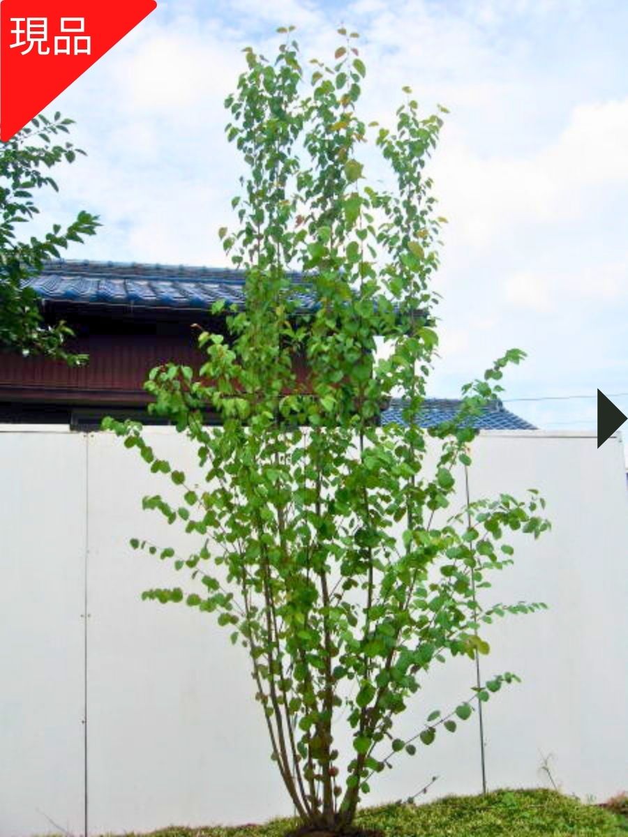 楽天市場】【現品発送】カツラ 株立ち 樹高2.0-2.2m(根鉢含まず