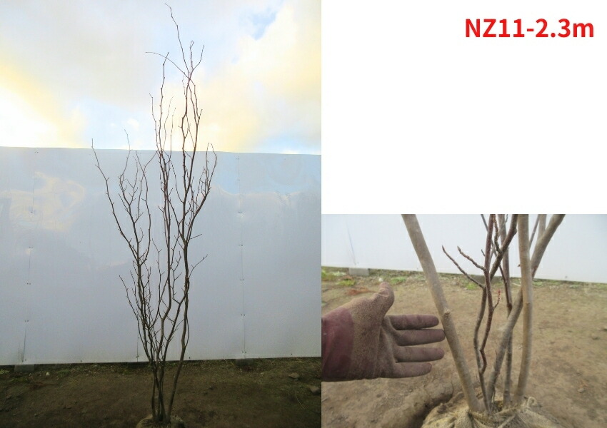 楽天市場】【現品発送】マルバノキ 樹高2.3-2.4m(根鉢含まず）丸葉の木