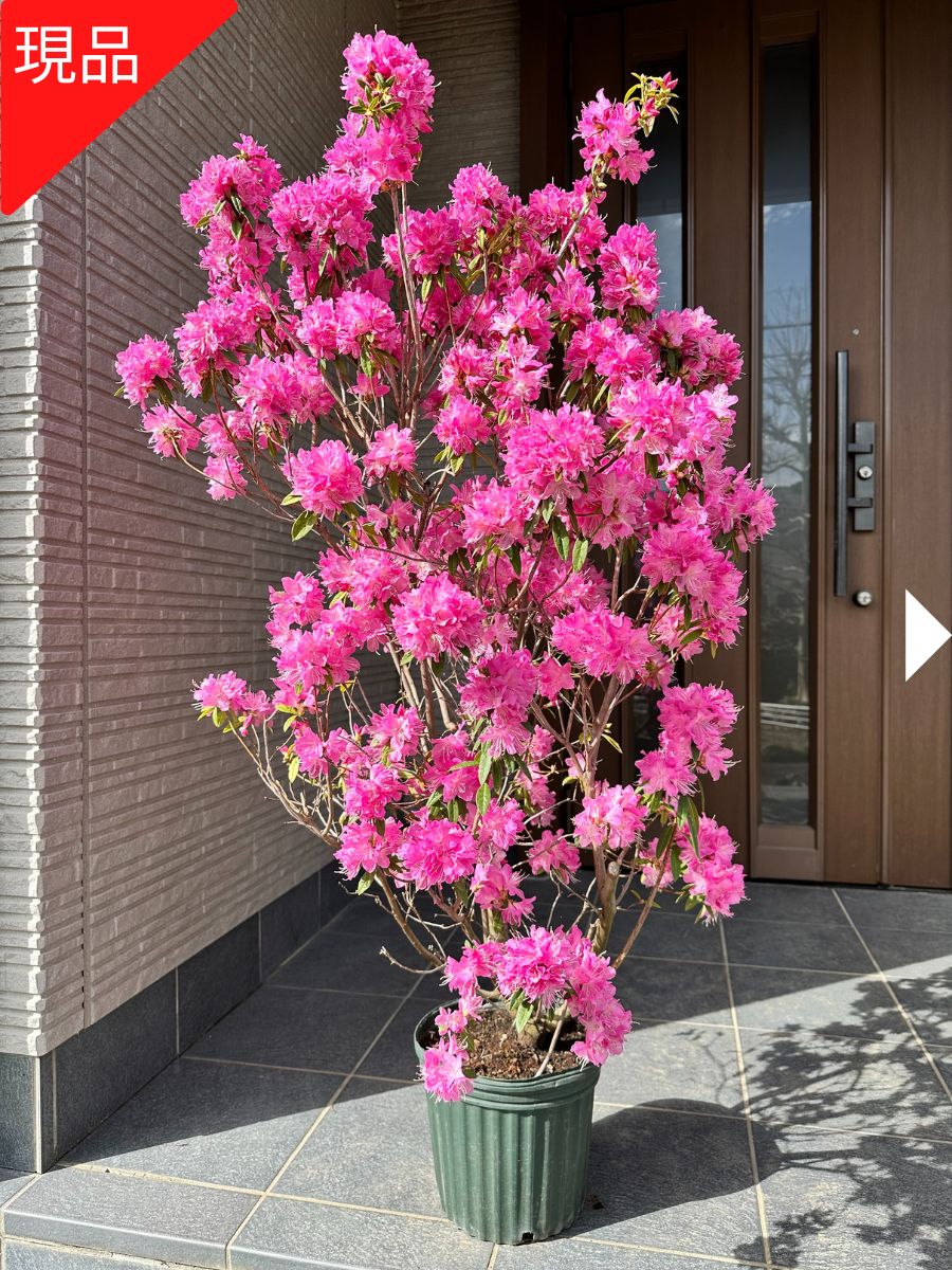 吉野ツツジ ヨシノツツジ 723 樹高1.3m位 吉野躑躅 ツツジ 半常緑低木