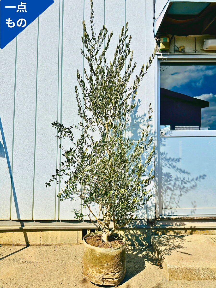 楽天市場】【一点もの】太いオリーブの苗木(ルッカ) 樹高2.0m(根鉢含ま