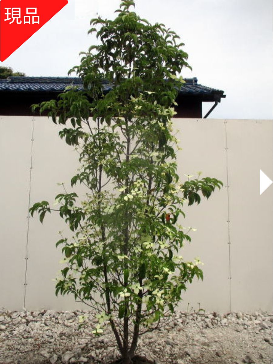 楽天市場】【現品発送】常緑ヤマボウシ 月光 樹高1.5-1.7m根鉢含まず
