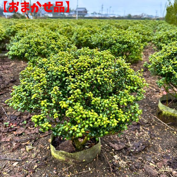 楽天市場】2本セット マメツゲ（玉仕立て）幅40cm前後 樹高30cm前後