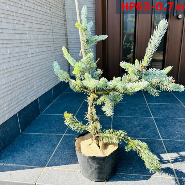 楽天市場】【現品発送】もみの木の王様プンゲンストウヒ ホプシー(つぎ