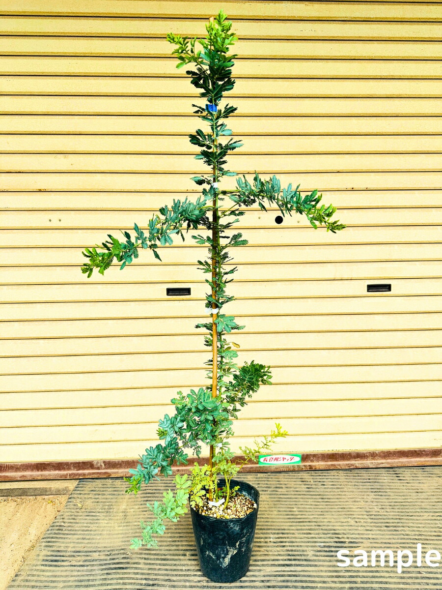 楽天市場】ミモザアカシア 6号 1.2m前後(鉢底から) ギンヨウアカシア