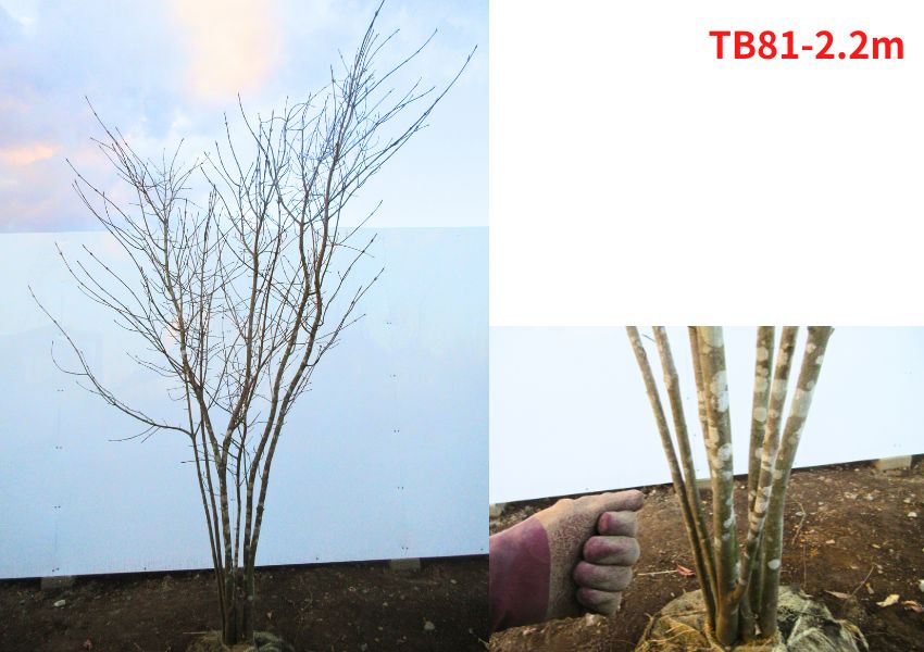 楽天市場】【現品発送】ツリバナ 株立ち 樹高2.2-2.5m(根鉢含まず