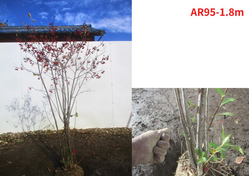 楽天市場】【現品発送】アロニア(クックベリー)株立樹高1.8-2.0m(根鉢