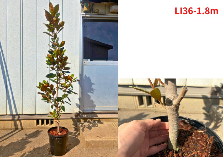 楽天市場】【現品発送】タイサンボク リトルジェム 樹高1.5-1.8m(鉢底