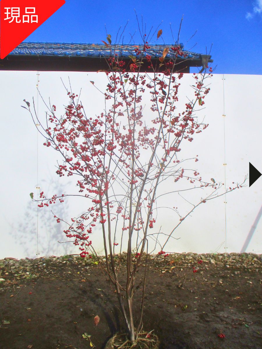 楽天市場】【現品発送】アロニア(クックベリー)株立樹高1.8-2.0m(根鉢