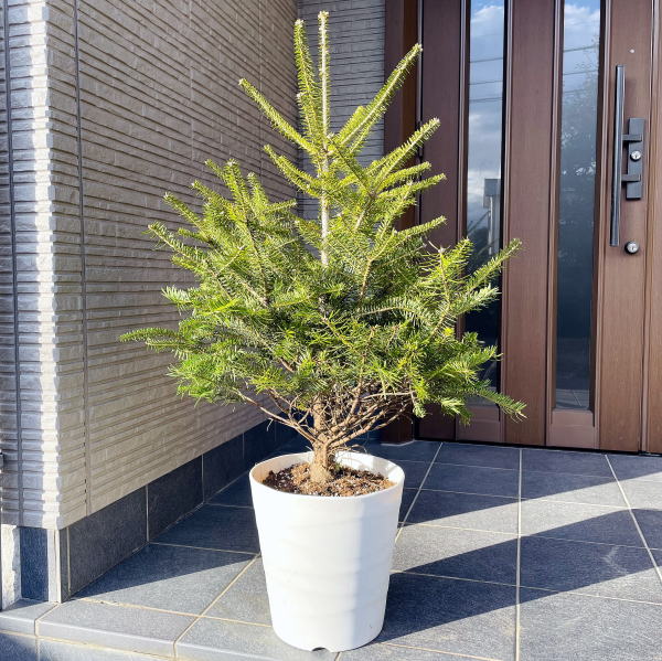 楽天市場】もみの木（モミノキ） 10号鉢 樹高1.1前後(鉢底から) 鉢植え