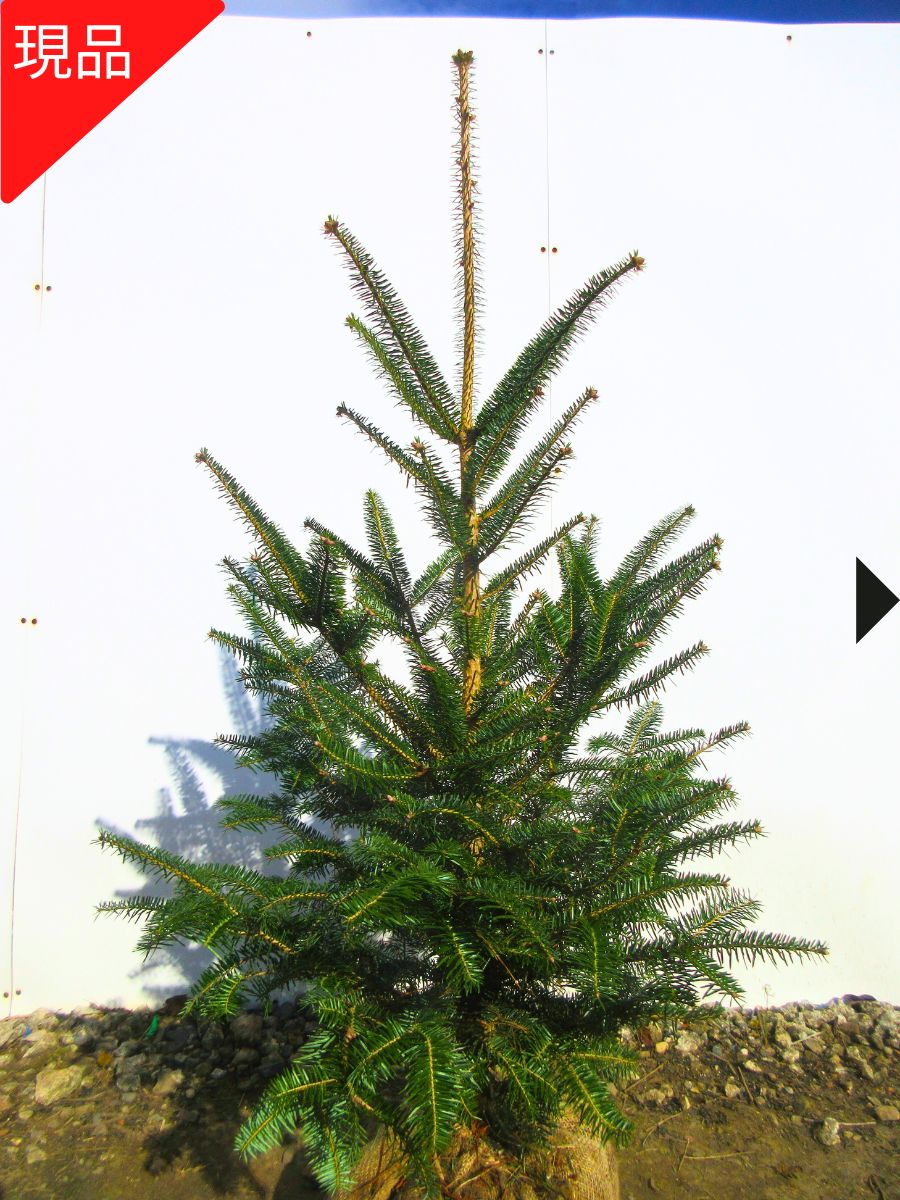 もみの木 植木」の人気商品一覧 | 安い商品を通販サイトから探す