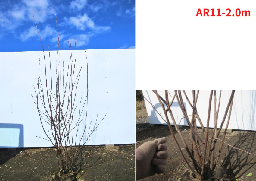 楽天市場】【現品発送】アロニア(クックベリー)株立樹高1.8-2.0m(根鉢