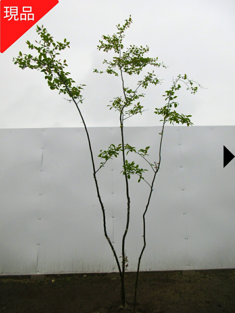 楽天市場】【現品発送】ウメモドキ 樹高2.1-2.6m(根鉢含まず）メス
