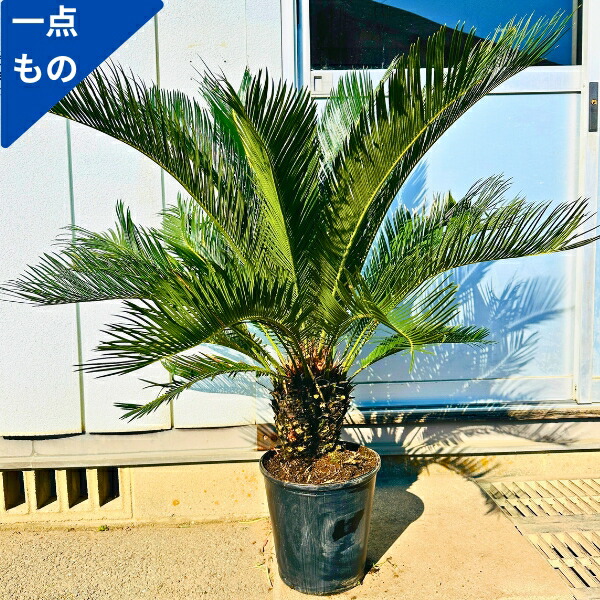 楽天市場】ヤシ の 木 ソテツの通販