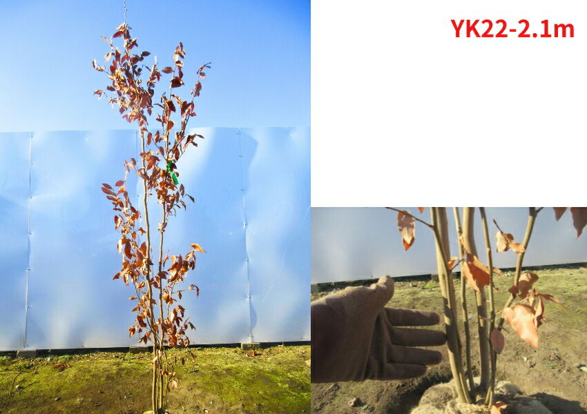 楽天市場】【現品発送】ヤマコウバシ 株立ち 樹高1.9-2.2m(根鉢含まず