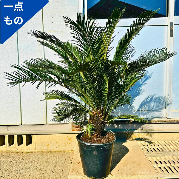 Norito ソテツ 盆栽 8号陶器鉢つき Norito様専用 ソテツ 盆栽 8号陶器