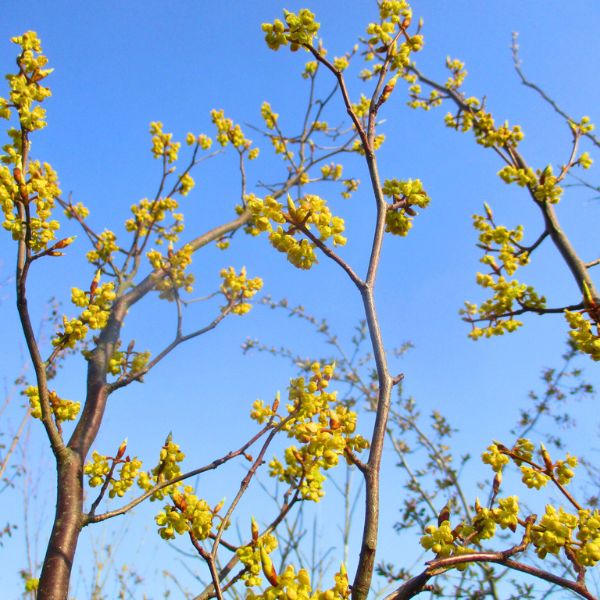 楽天市場】【現品発送】シロモジ 株立樹高1.5-2.0m(根鉢含まず
