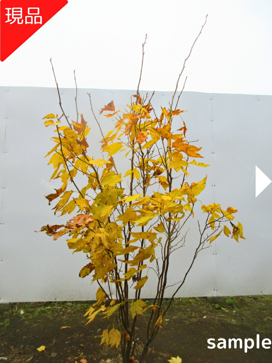 楽天市場】【現品発送】シロモジ 株立樹高1.5-2.0m(根鉢含まず