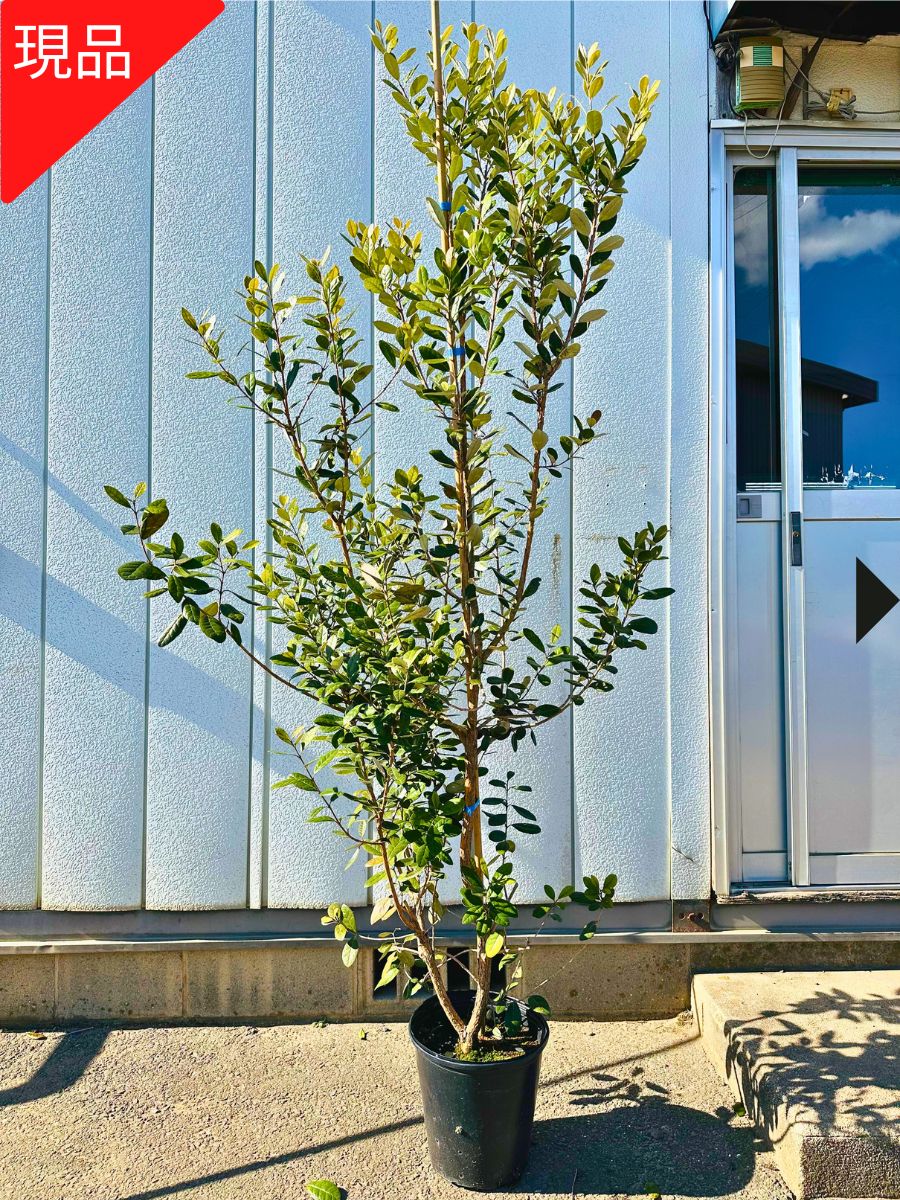 楽天市場】【現品発送】フェイジョア(アポロ) 8号 樹高1.8-2.3m(鉢底
