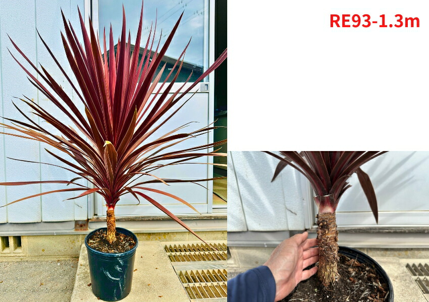 斑入り レッドスター コルジリネ 赤ドラセナ 根巻 44 斑入り レッド