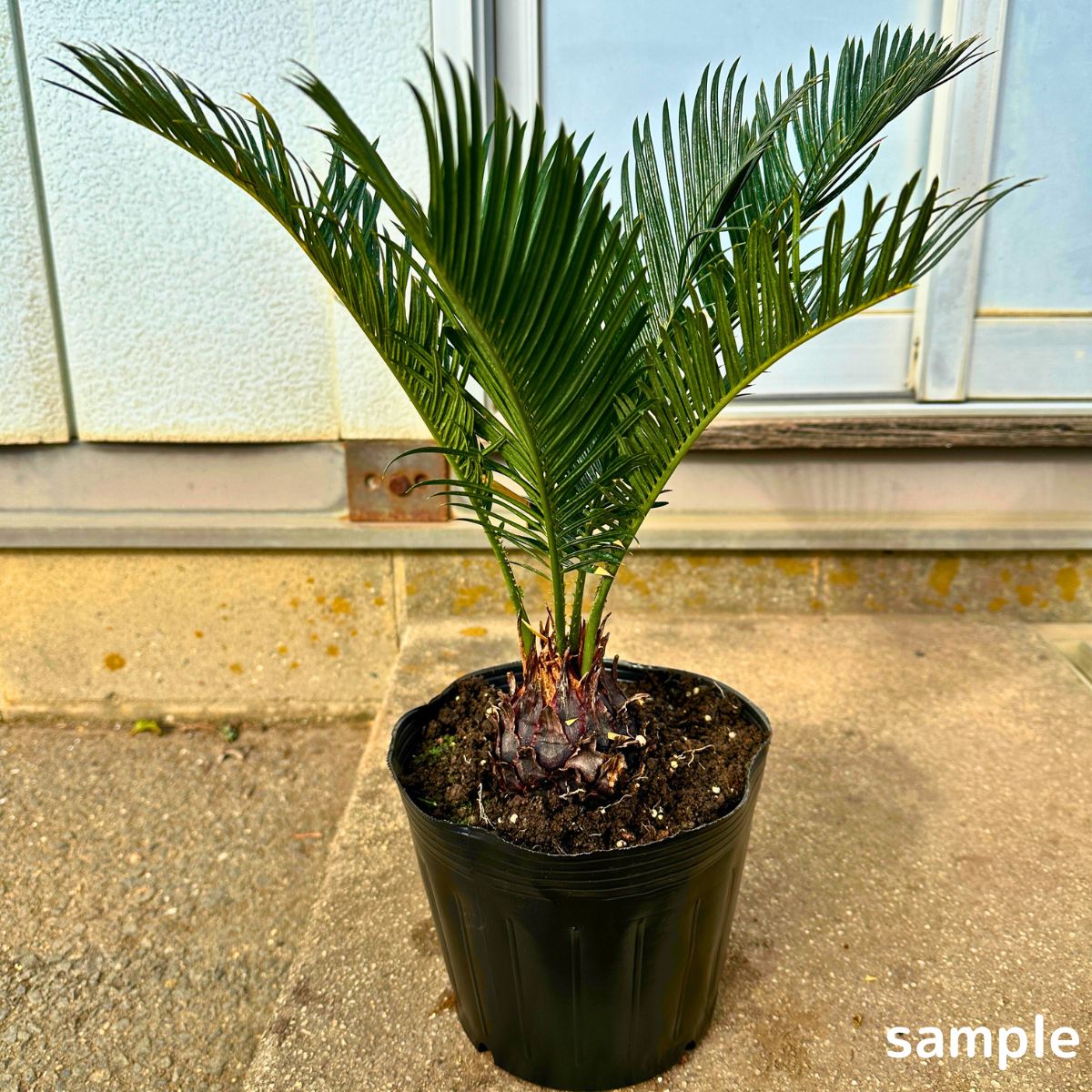 楽天市場】ソテツ(蘇鉄) 6号 シンボルツリー 苗木 苗 50cm(鉢底から