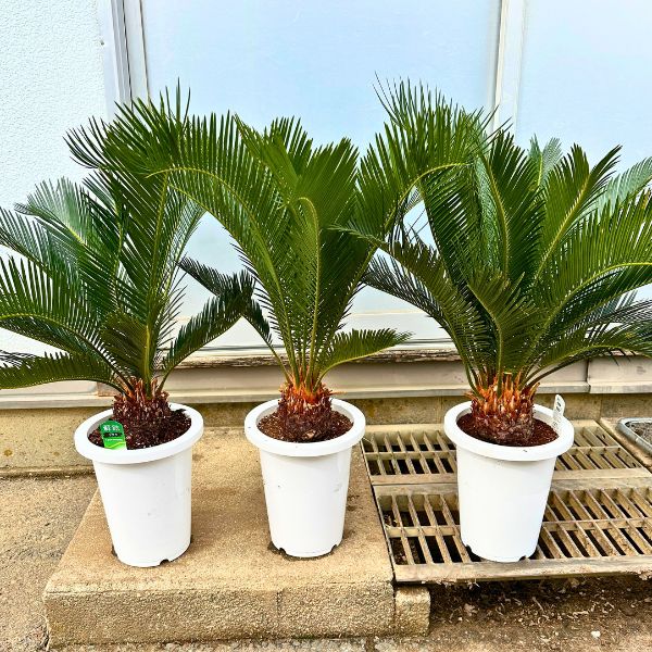 楽天市場】【スーパーセール10%OFF】ソテツ(蘇鉄) 7号 シンボルツリー