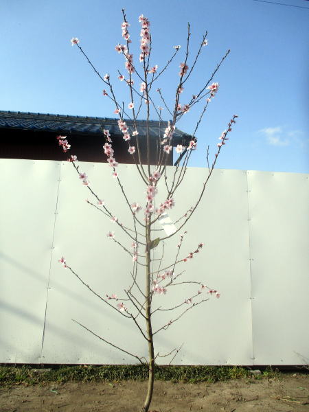 楽天市場】アーモンドの苗木 樹高2.0m前後(根鉢含まず）シンボルツリー