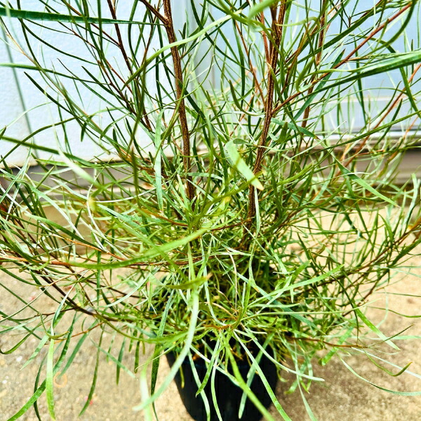 楽天市場】グレビレア エンドリチェリアナ 7号 樹高1.2m前後(鉢底から