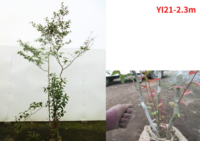 楽天市場】【現品発送】ヤマコウバシ 株立ち 樹高2.3-2.7m(根鉢含まず