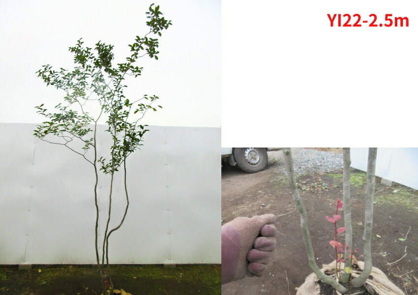 楽天市場】【現品発送】ヤマコウバシ 株立ち 樹高2.3-2.7m(根鉢含まず