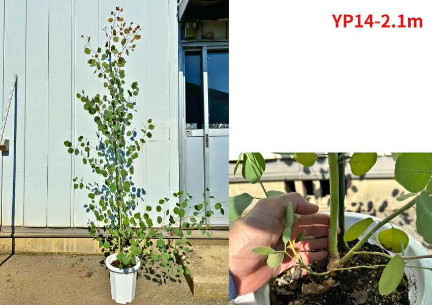 楽天市場】【現品発送】ユーカリ(ポポラス) 8号 樹高1.8-2.3m(鉢底から