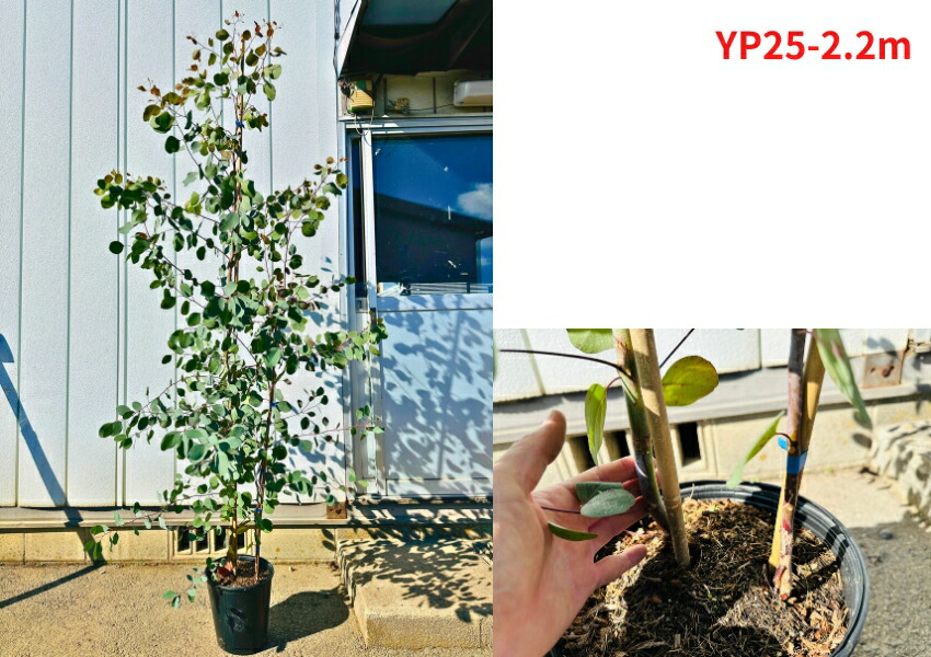 楽天市場】【現品発送】ユーカリ(ポポラス) 8号 樹高1.8-2.3m(鉢底から