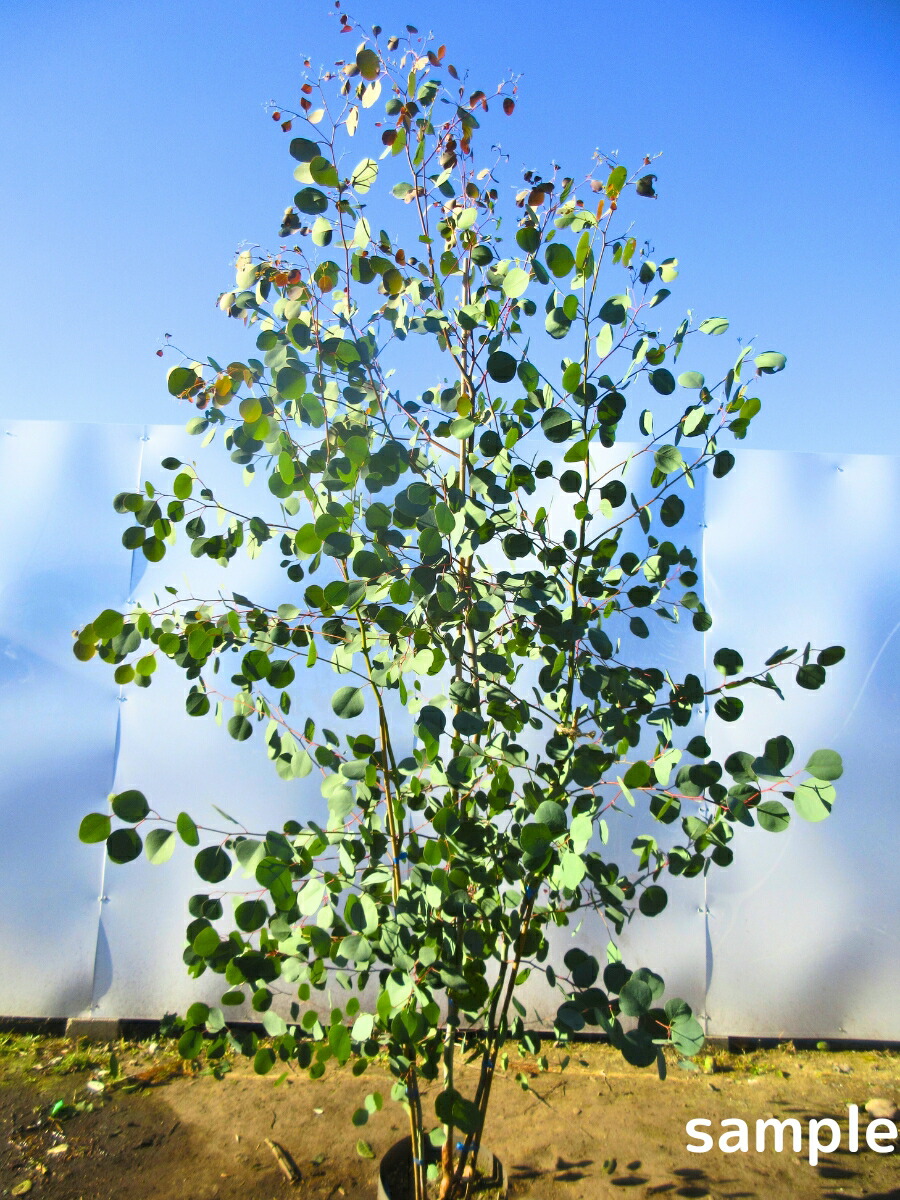 楽天市場】【スーパーセール10%OFF】ユーカリ(ポポラス) 株立ち 樹高