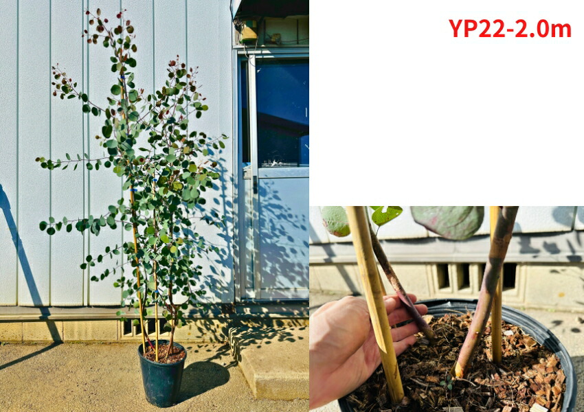 楽天市場】【現品発送】ユーカリ(ポポラス) 8号 樹高1.8-2.3m(鉢底から