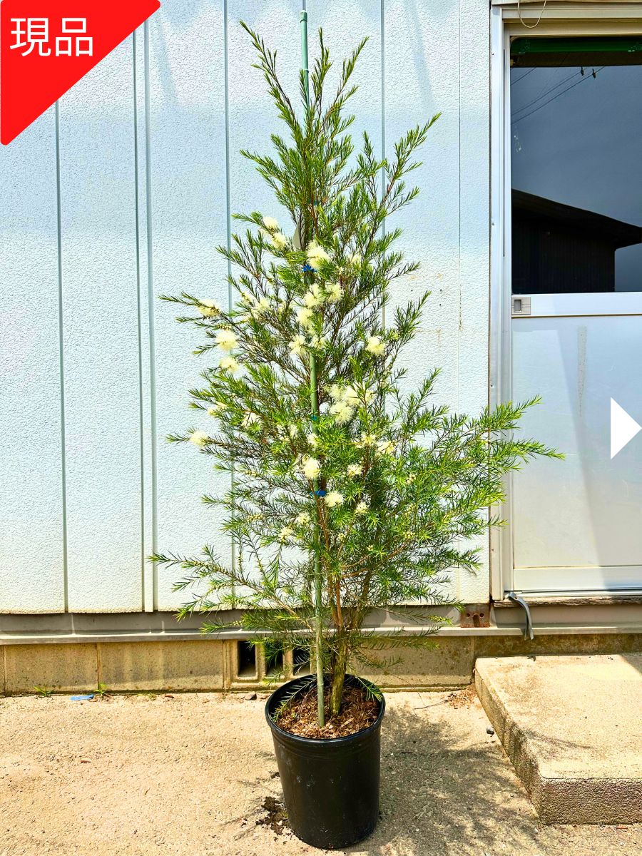 楽天市場】【現品発送】ティーツリー メディカルティーツリー 9号