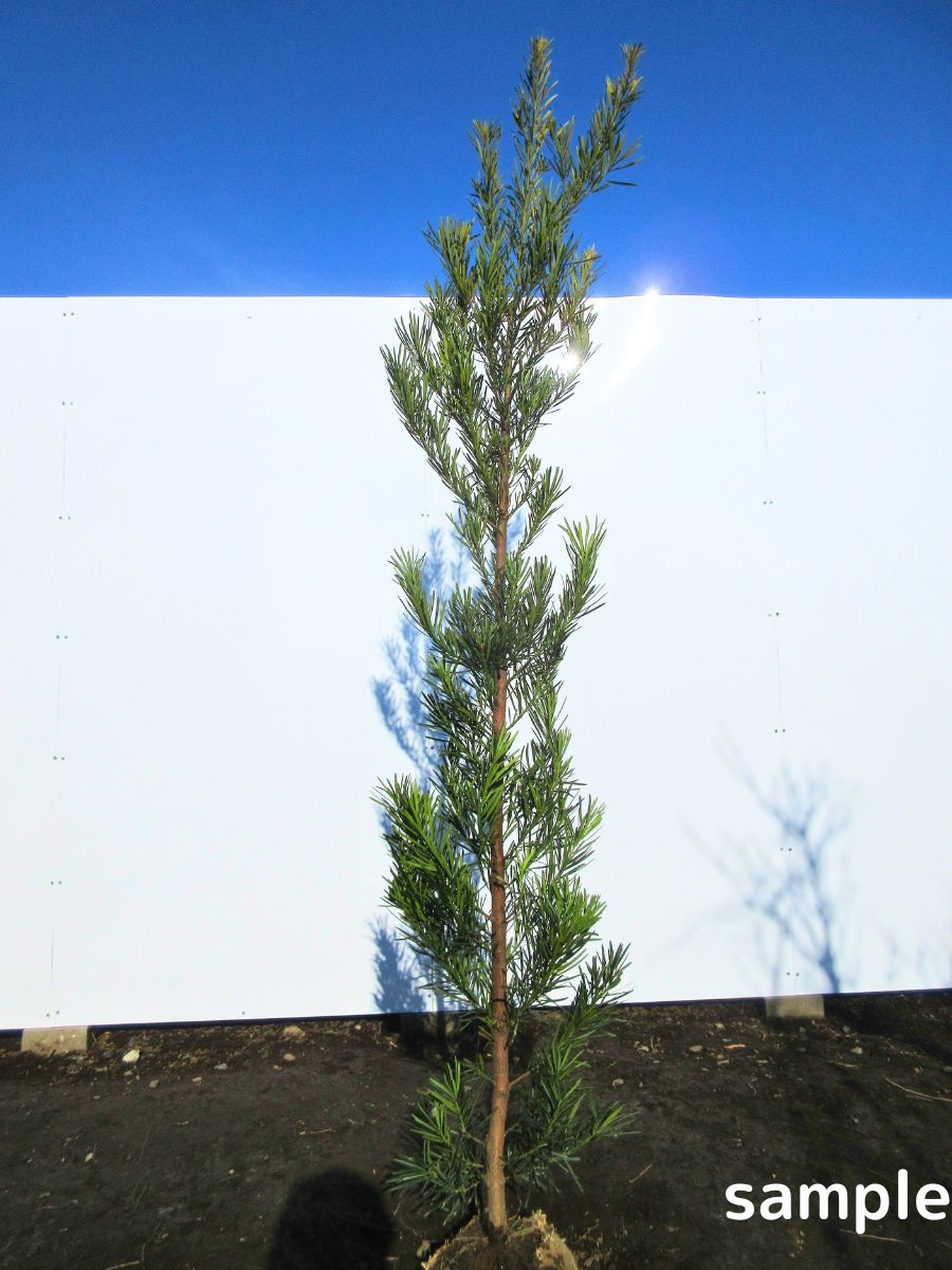 楽天市場】ラカンマキ 樹高2.0m前後(鉢底から）羅漢槇の木 苗 苗木