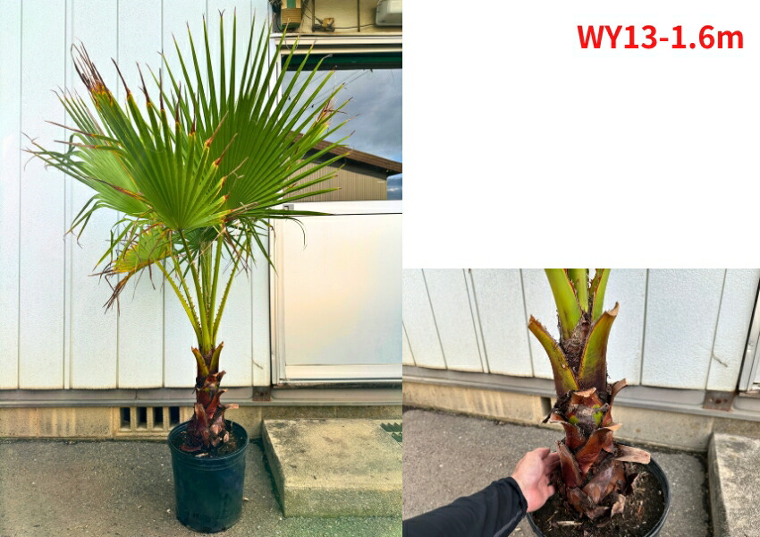 楽天市場】【現品発送】ワシントンヤシ 10号 樹高1.6m(鉢底から