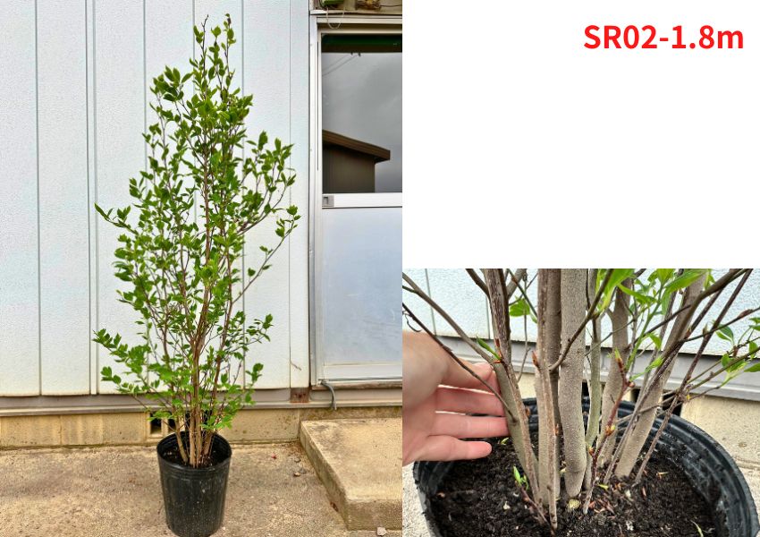 楽天市場】【現品発送】シロモジ 株立ち9号 樹高1.8-2.0m(鉢底から
