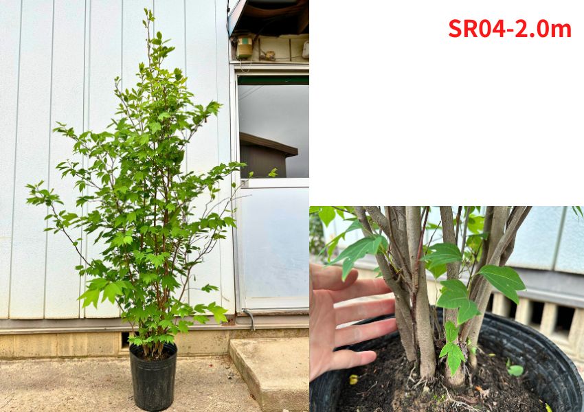 楽天市場】【現品発送】シロモジ 株立ち9号 樹高1.8-2.0m(鉢底から