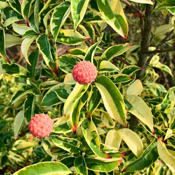 楽天市場】斑入り常緑ヤマボウシ 樹高1.4m前後(鉢底から）8号ポット