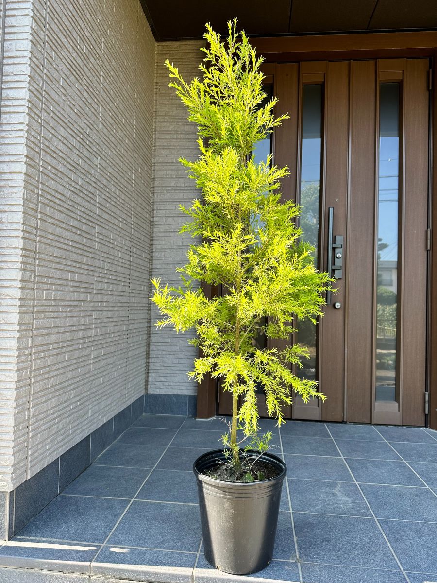 楽天市場】【スーパーセール10%OFF】メラレウカ レボリューション