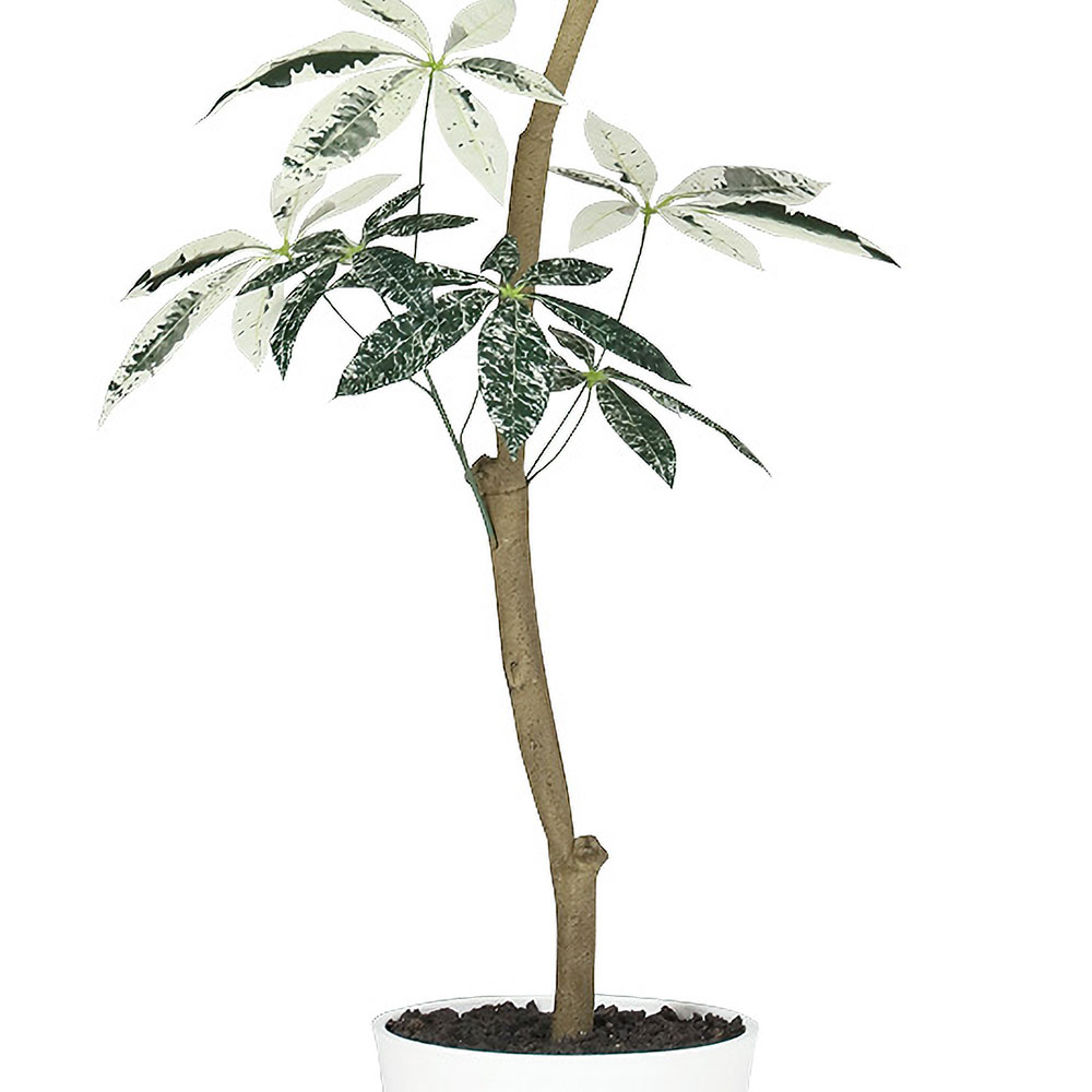 楽天市場】フェイクグリーン 観葉植物 パキラ ミルキーウェイ おしゃれ