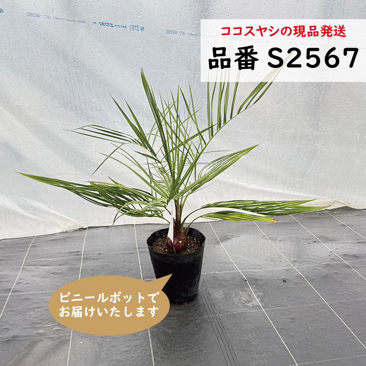 ココスヤシ」の人気商品一覧 | 安い商品を通販サイトから探す - 価格.com