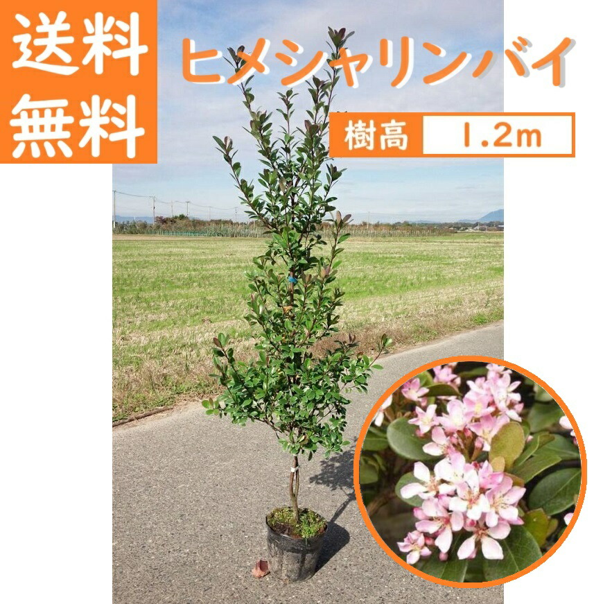 楽天市場】送料無料 120cm 生垣 目隠し シンボルツリー 庭木 常緑樹