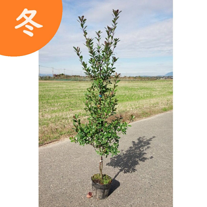 楽天市場】送料無料 120cm 生垣 目隠し シンボルツリー 庭木 常緑樹