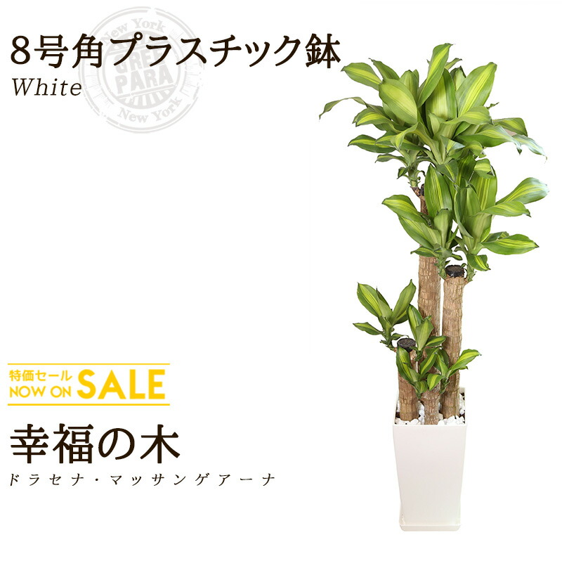 楽天市場】【送料無料】幸福の木 ドラセナ・マッサンゲアナ(8号/約1.2m