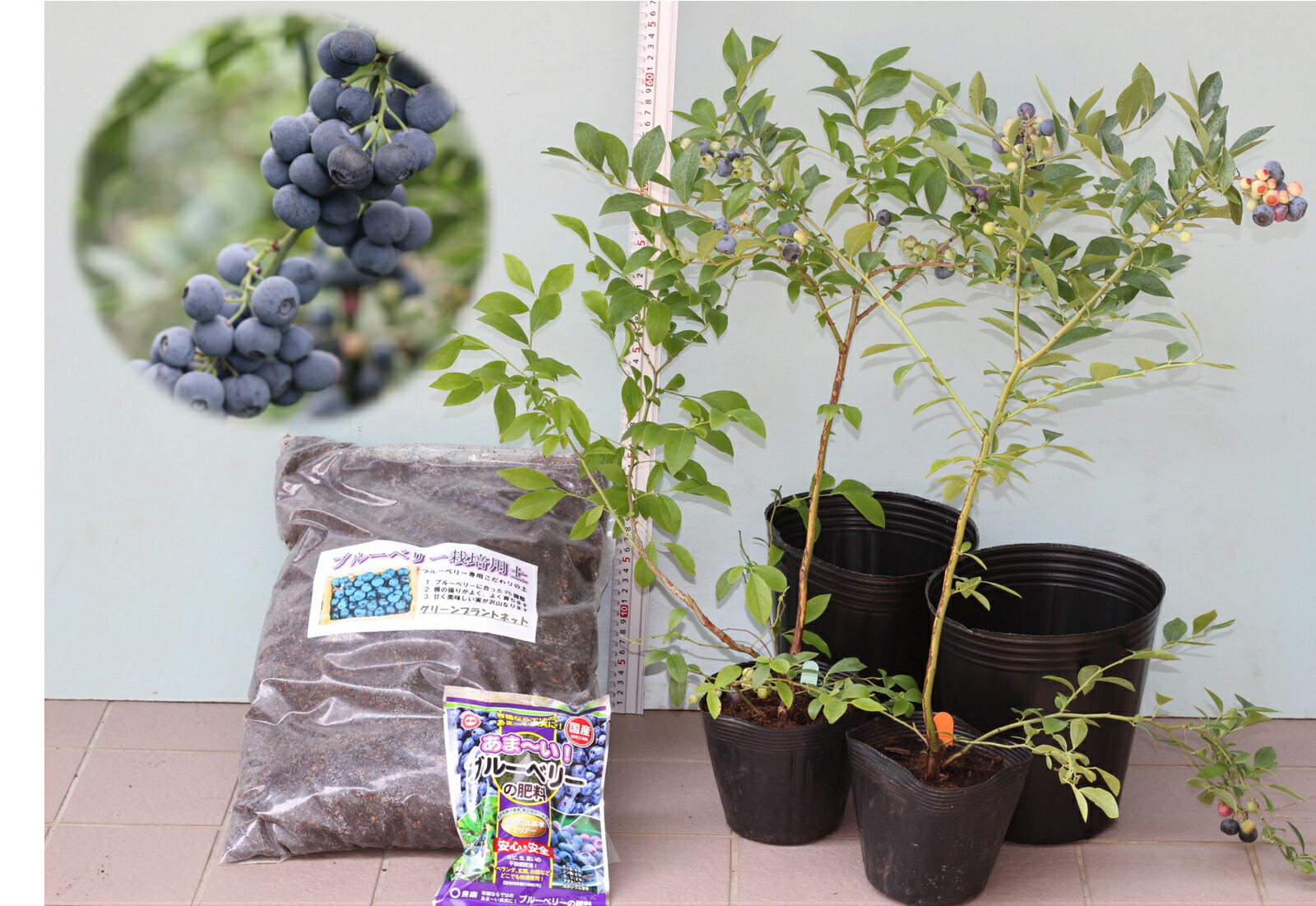 楽天市場】[暖地向ブルーベリー入門すべて揃ってます]ティフブルー＋