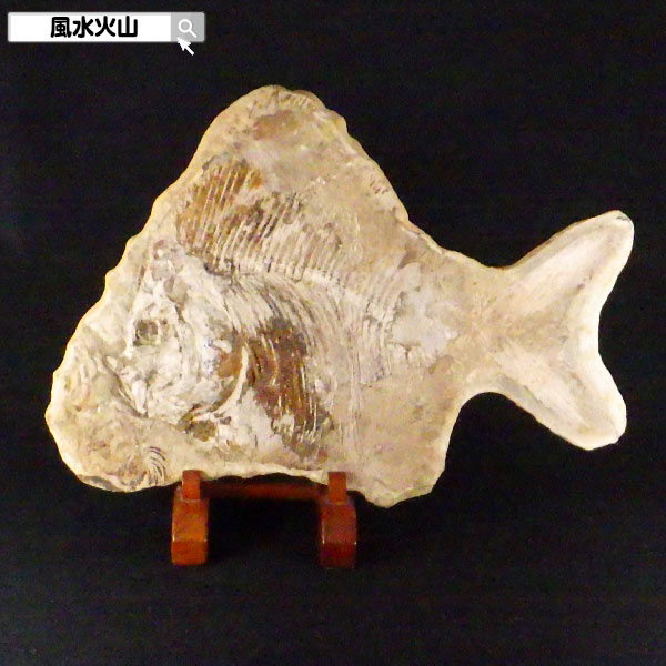 楽天市場】＼9日まで！8％OFFクーポン／ 魚の化石 化石 魚 古代 鑑賞石