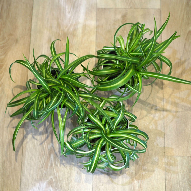 楽天市場】(一部地域送料無料) オリヅルラン ボニー 4号 / カール 新