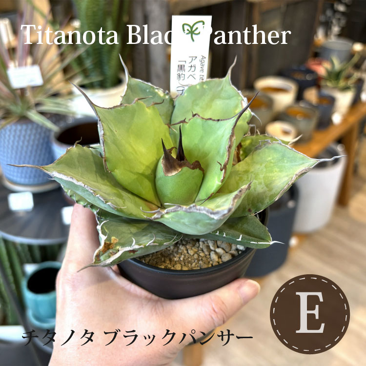 楽天市場】【数量限定】選べる品種 アガベ チタノタ 希少品種 3.5号