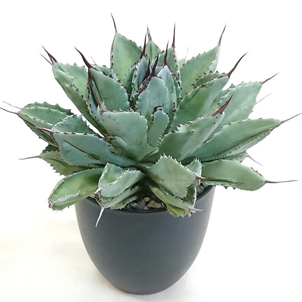 楽天市場】現品 アガベ ポタトラム キュービック ライジン